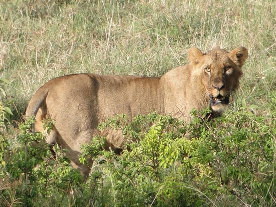 nakuru - löwe: verteidigung seiner beute...