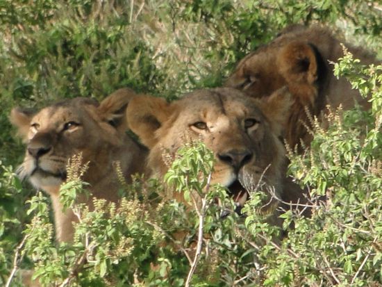 ...in der gewissheit, dass seine freunde im hinterhalt lauern!