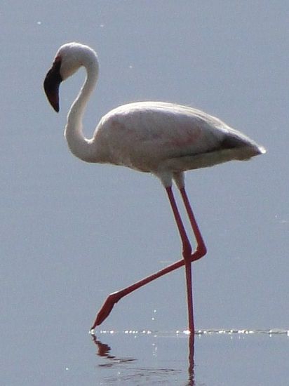 nakuru - flamingo