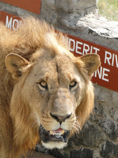 nakuru - löwenmännchen