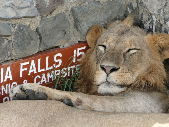 nakuru: löwe beim chillen