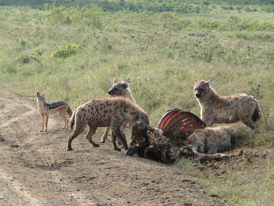 nakuru - hyänen beim mahl. im hintergrund der "sneaky" jackal
