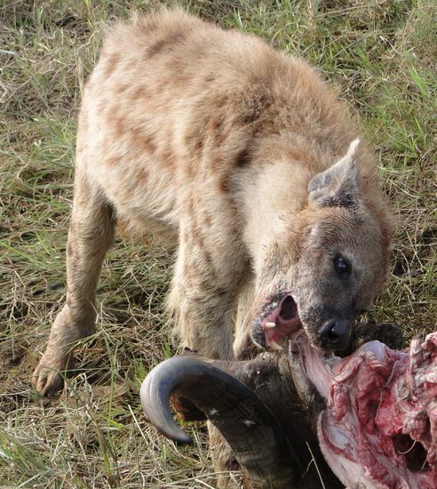 nakuru - hyäne beim verschlingen eines von löwen gerissenen wasserbüffels