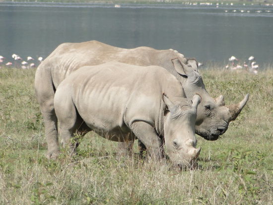 nakuru - white rhionos