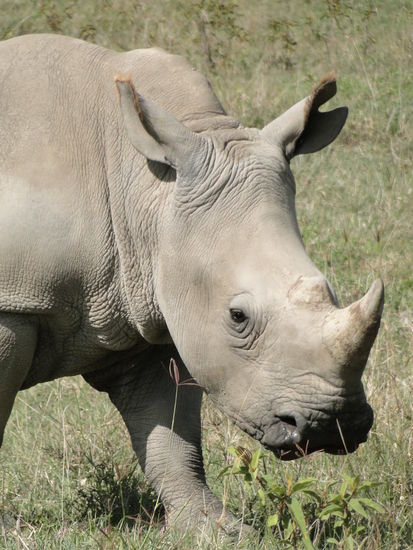 nakuru - white rhino