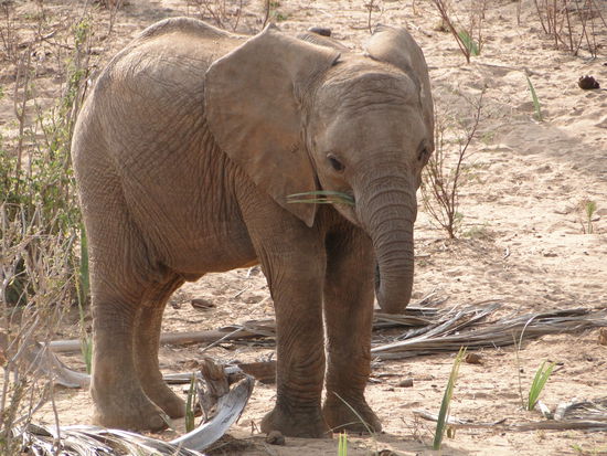 samburu - baby elefant