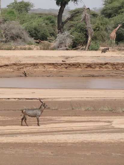 samburu - waterbuck vor dem fluss, paviane im hintergrund