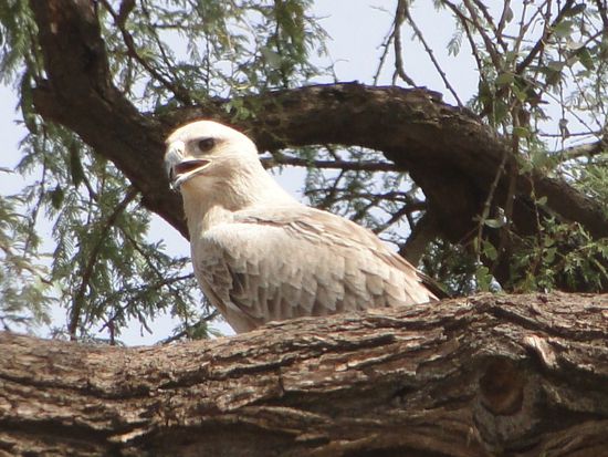samburu - grey eagle