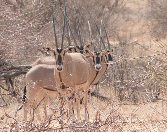 samburu - oryx