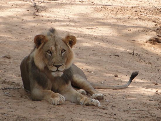 samburu - löwenmännchen