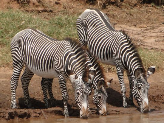 samburu - zebras am river (aufgepasst auf krocks)