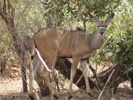samburu - kudu