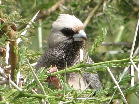 samburu - vogel, konnteleider noch nicht erhausfinden, wie der heisst...