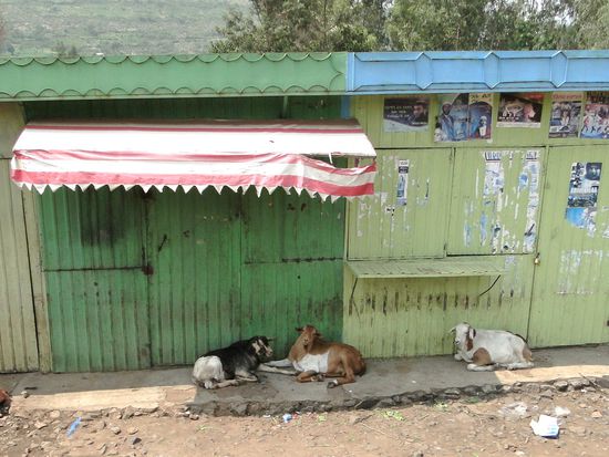 auf dem weg nach harar... chillende ziegen...