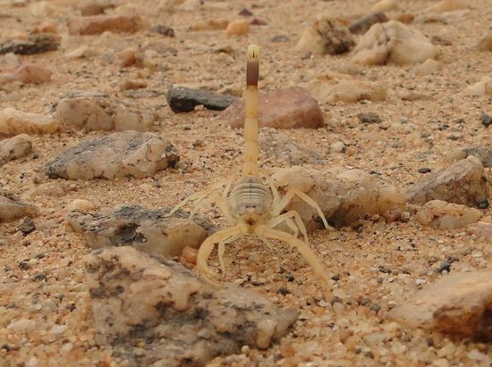 skorpion in der sahara