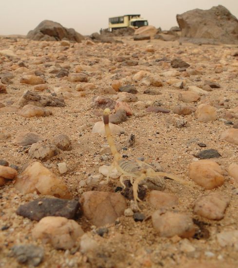 bushcamp in der sahara mit skorpion überraschung