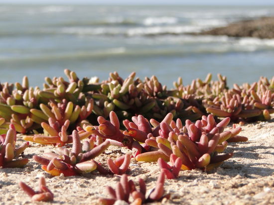 western sahara - die wüste lebt!!!
ps: foto aus dem zelt geschossen