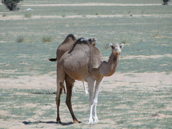 mauretanien - sahara und ihre kamele...