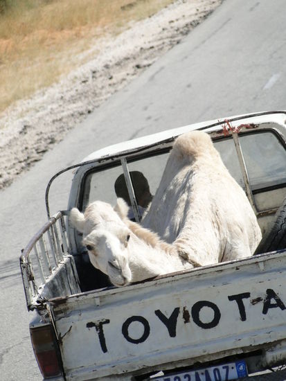 ...und der unmöglichsten transportmittel