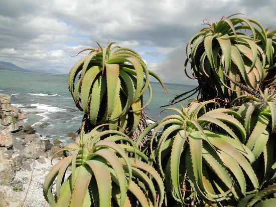 hermanus - cliff walk