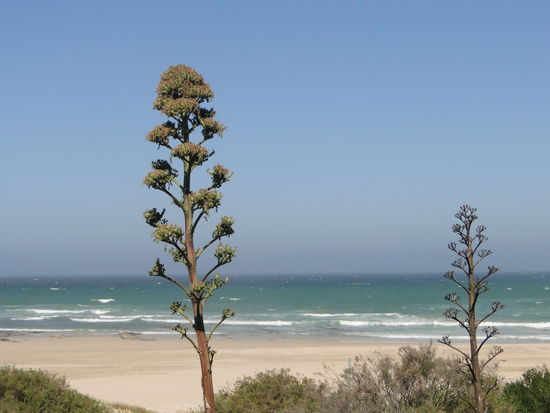 the island vibe - jeffreys bay