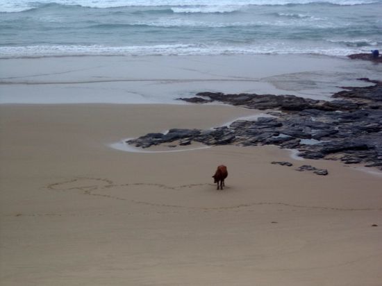 wanderung hole in the wall - verwirrte kuh am strand...