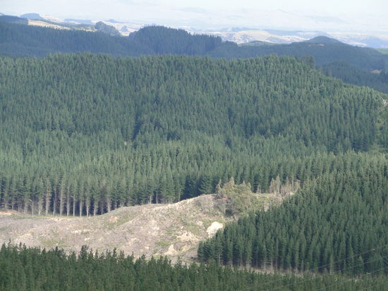gerodete fläche in den wälder