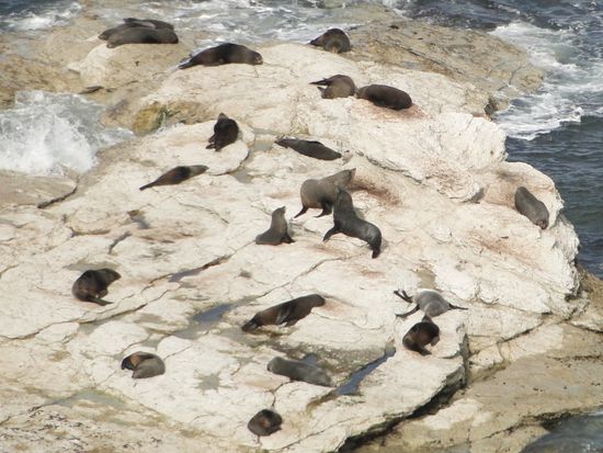 kaikoura - wanderung um die halbinsel
seelöwen am chillen