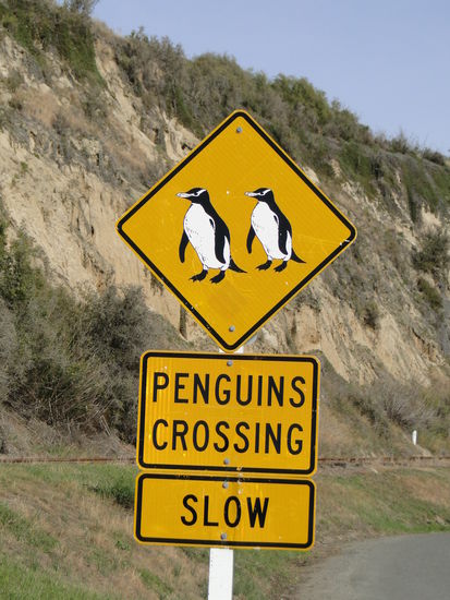 oamaru - in der hochsaison kommt es schon mal vor, dass die pinguine bis in die stadt reinwatscheln...