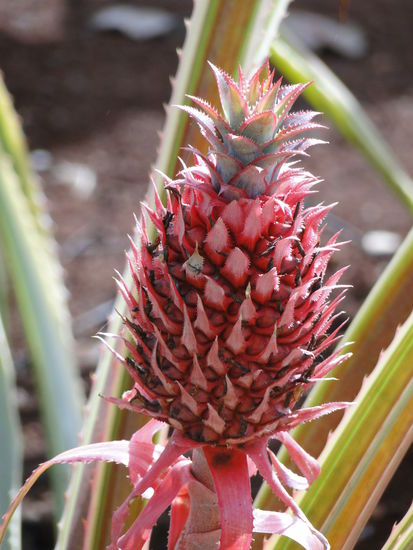 gewusst, dass es pinkige ananas gibt?
