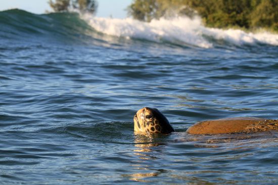 north shore - tierische begleitung