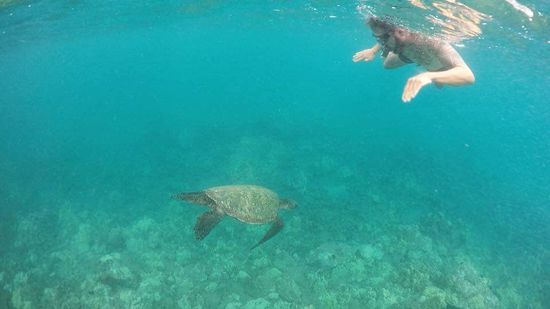knüsi beim schnorcheln mit den schildkröten