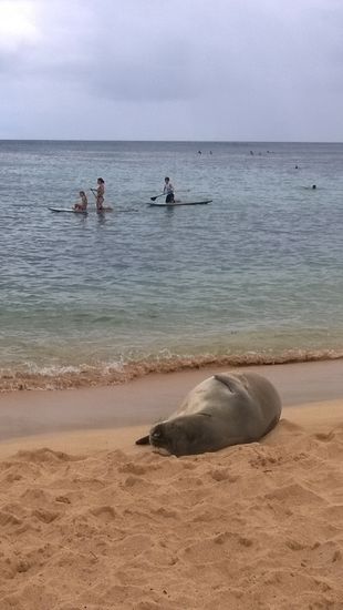 mönchs robbe am strand - chill time