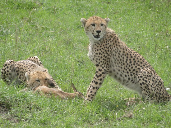 leoparden mum mit hunt... nachwuchs darf zuerst an die beute!
