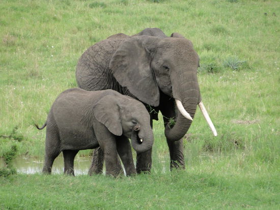 mutter elefant mit kiddy