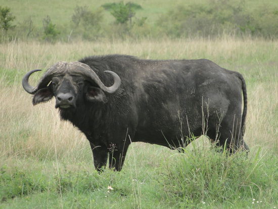 buffalo