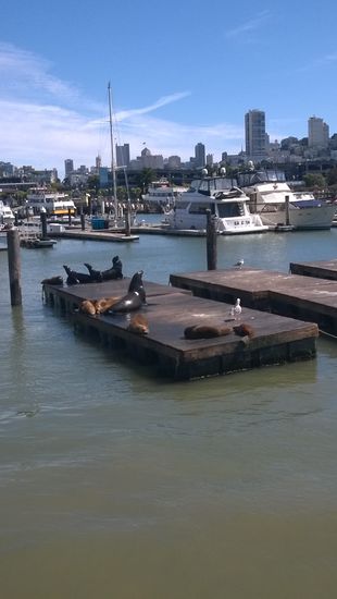 pier 39