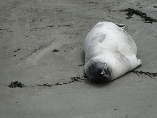 highway one - robbe am chillen...