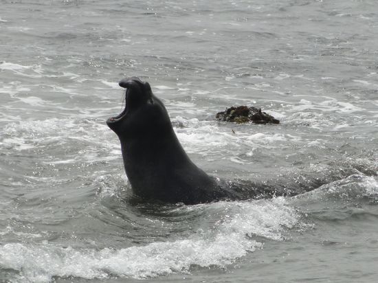 ... oder brunftschrei