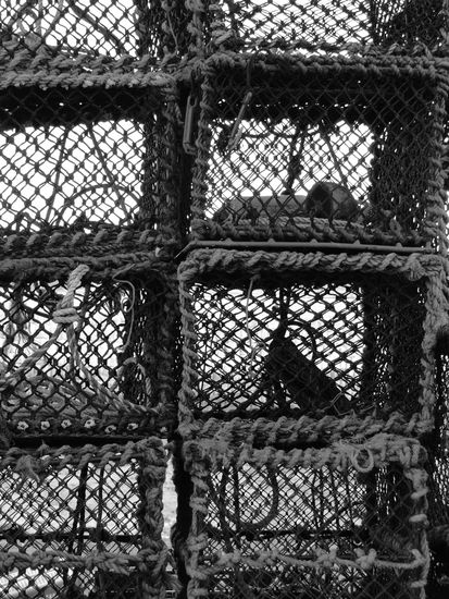 schottland black &amp; white