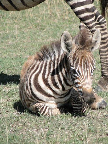 junges zebra in serengeti