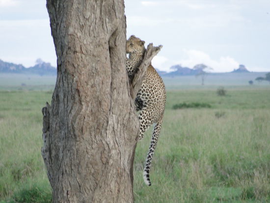 serengeti
