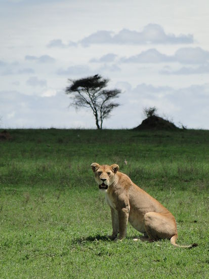 serengeti
