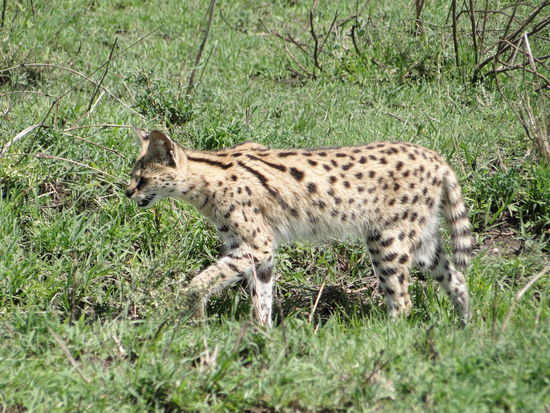 ngorogoro