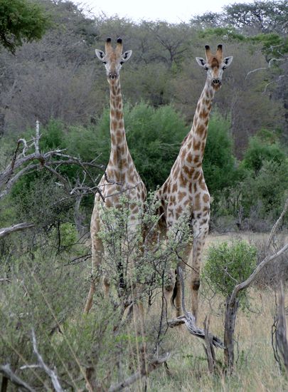 hwange national park