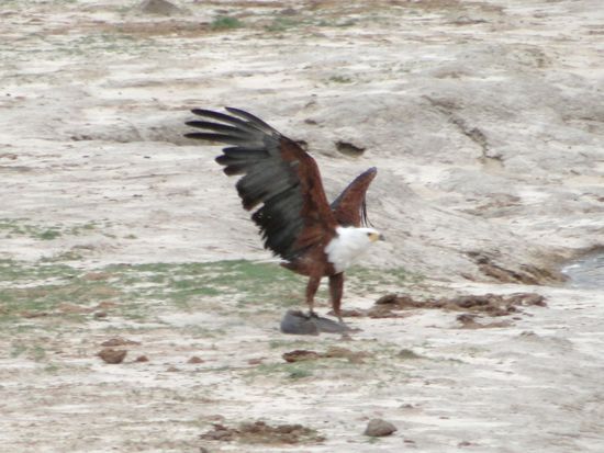 hwange national park