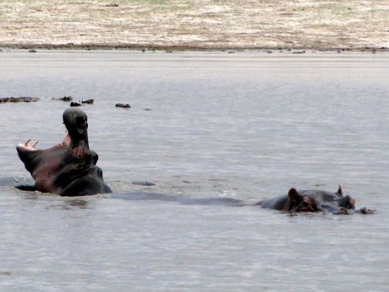 hwange national park