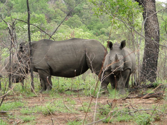 matobos national park - rhino walking safari