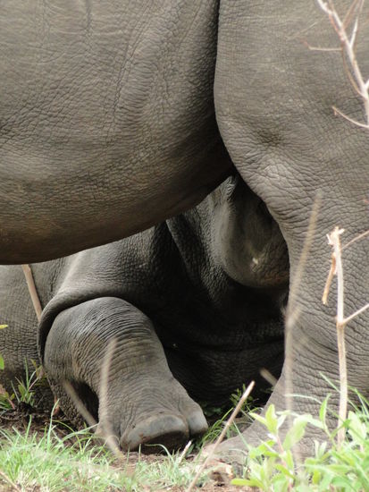 matobos national park - rhino walking safari - junges beim trinken