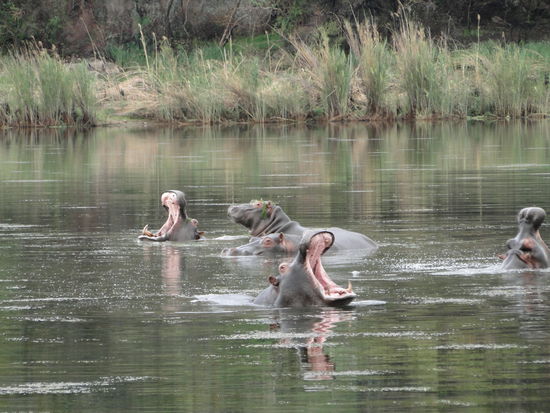 matobos national park - hippos